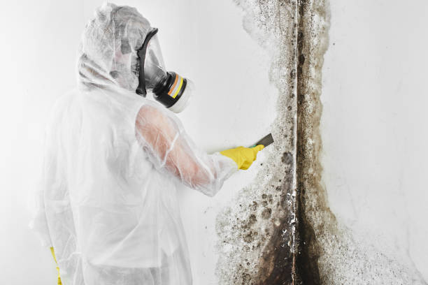 Cranston, RI Mold Removal Company