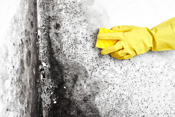 Best Mold Testing  in Cranston, RI