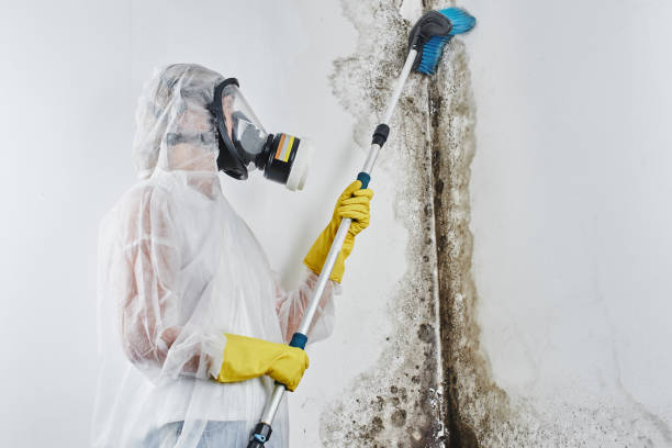 Best Mold Damage Repair  in Cranston, RI