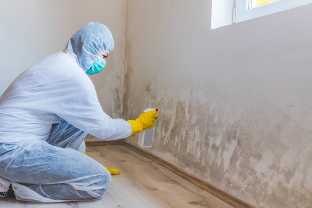 Best Attic Mold Removal  in Cranston, RI