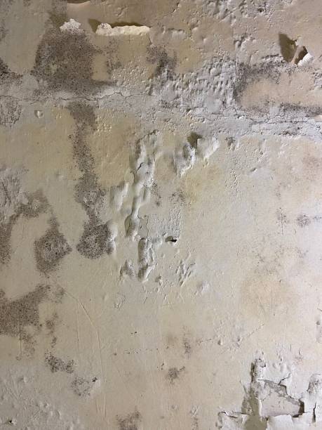Best Mold Damage Repair  in Cranston, RI