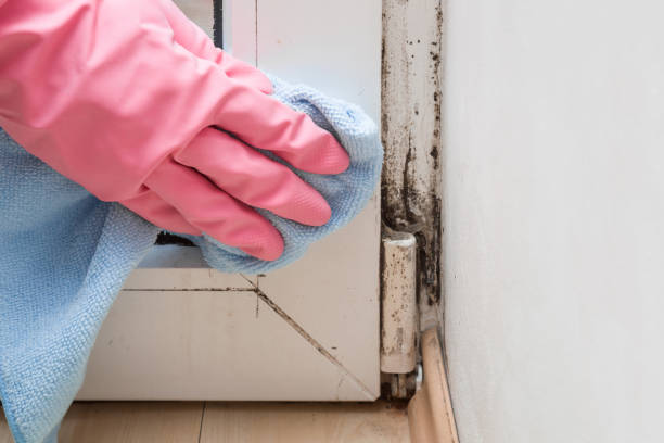 Best Mold Removal Specialists  in Cranston, RI